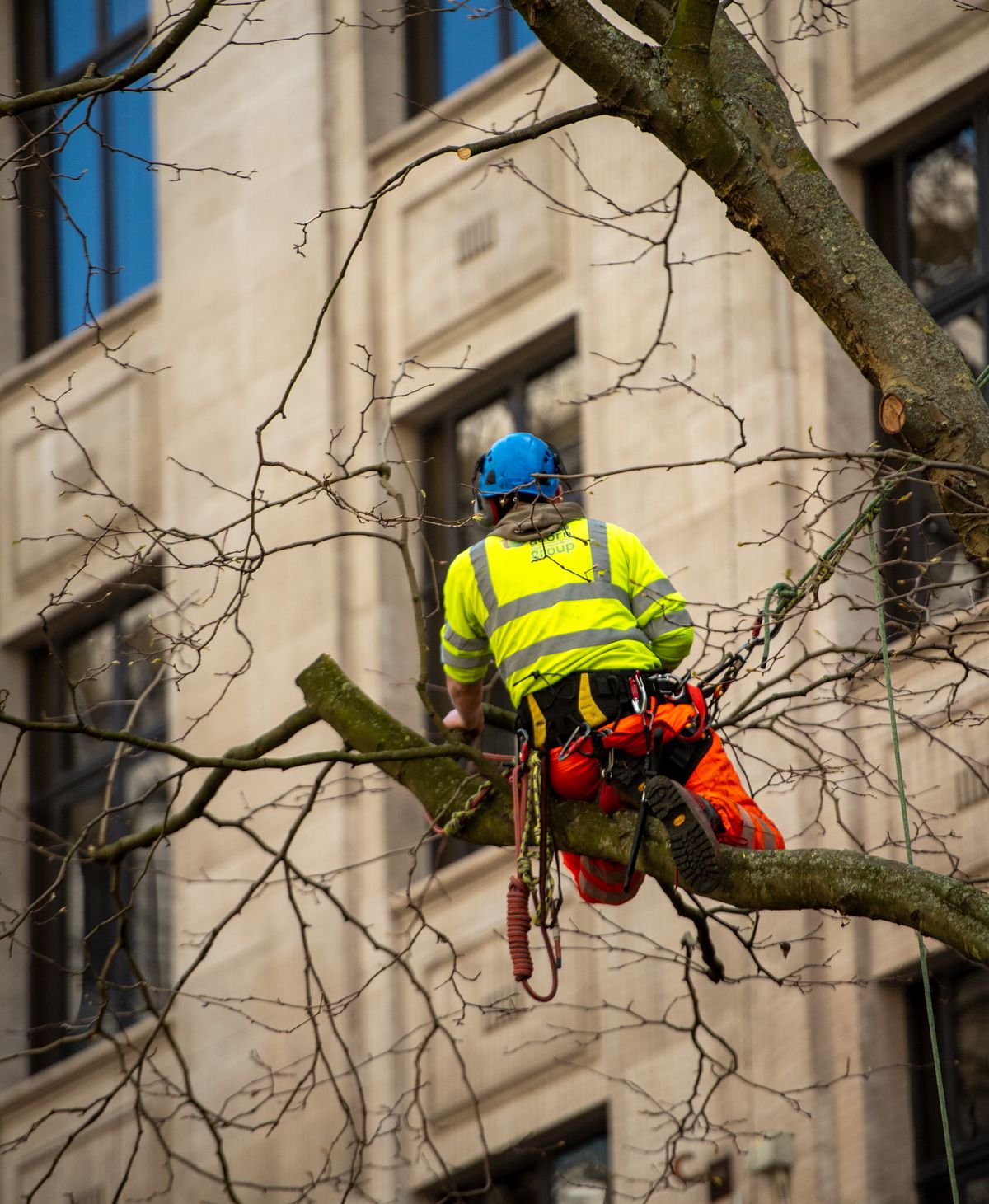Qualified arborist in a harness working on branches high in a mature tree