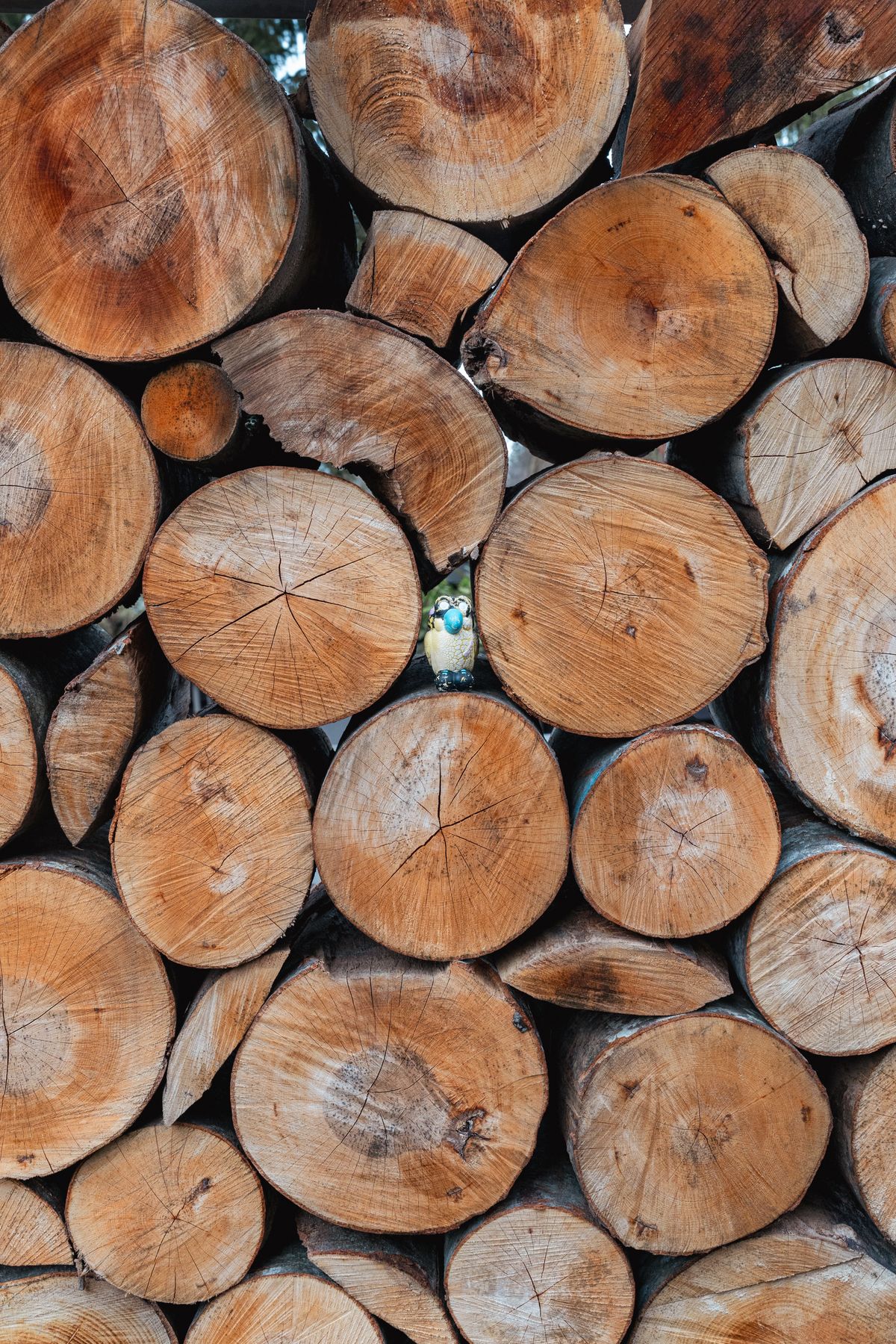 Freshly cut and stacked timber logs from a completed tree felling job