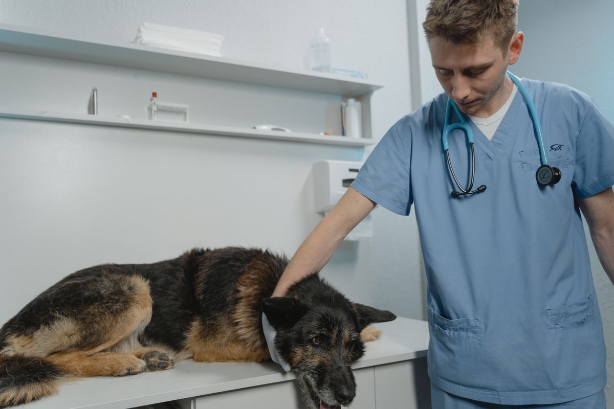Vet in scrubs holding a German Shepherd during a clinic visit