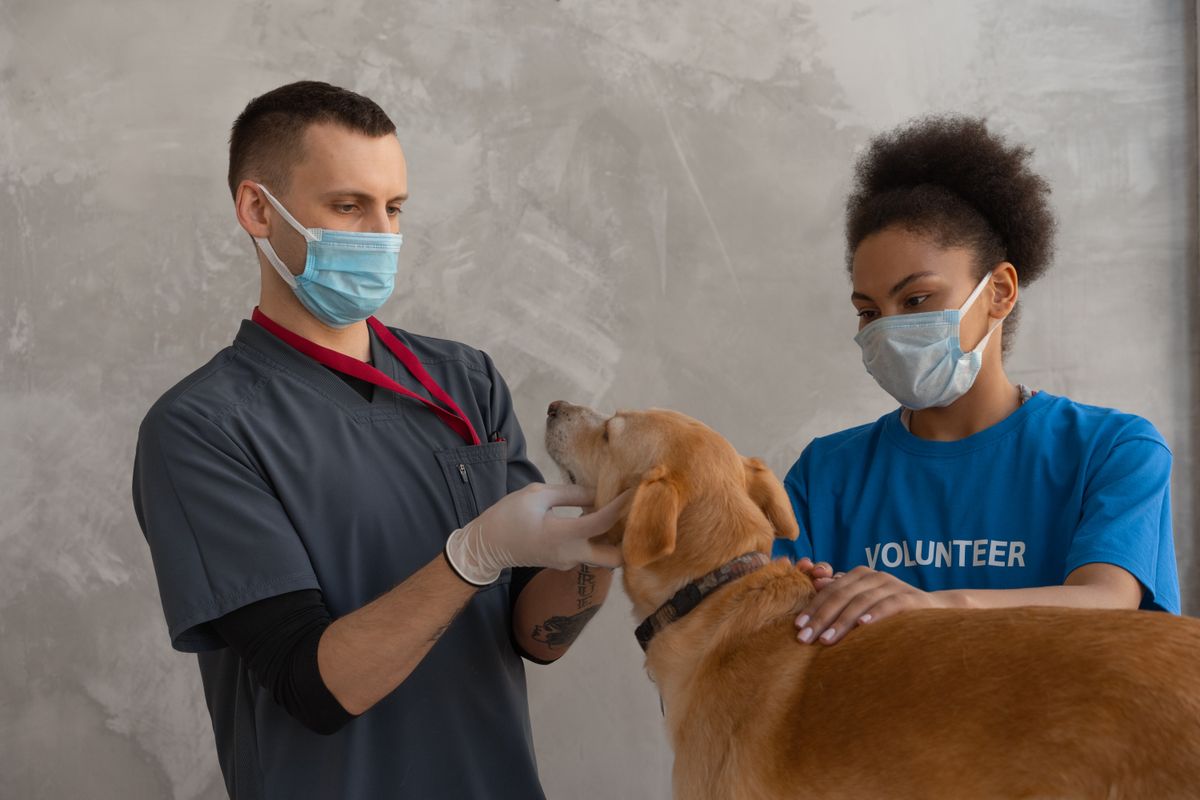 Dog receiving a routine checkup at a veterinary clinic
